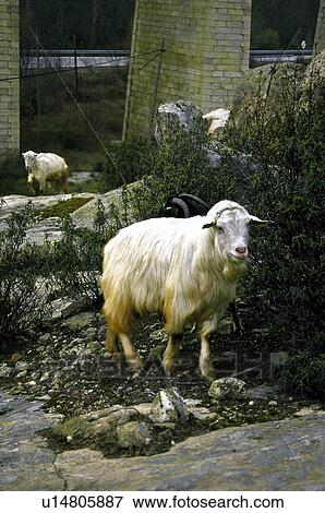 Stock Photo - Domestic, Animals, Animals farm, Animal farm, Farm, Domestic animal, Animal. Fotosearch