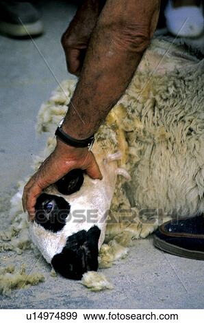 Domestic, Animals, Animals farm, Animal farm, Farm, Domestic animal, Animal View Large Photo Image Stock Photo - Domestic, Animals, Animals farm, Animal farm, Farm, Domestic animal, Animal. Fotosearch