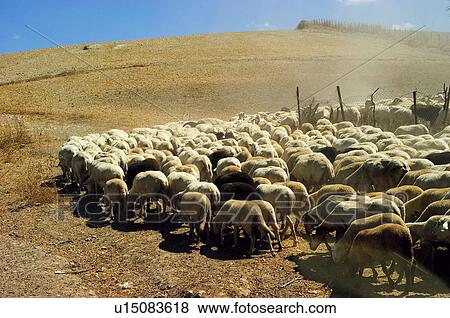 Domestic, Animals, Animals farm, Animal farm, Farm, Domestic animal, Animal View Large Photo Image Stock Photo - Domestic, Animals, Animals farm, Animal farm, Farm, Domestic animal, Animal. Fotosearch