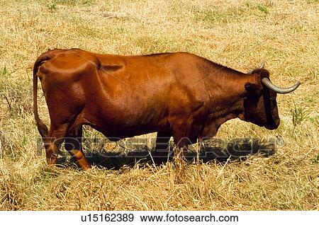 Domestic, Animals, Animals farm, Animal farm, Farm, Domestic animal, Animal View Large Photo Image Stock Photo - Domestic, Animals, Animals farm, Animal farm, Farm, Domestic animal, Animal. Fotosearch
