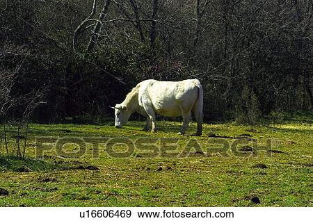 Domestic, Animals, Animals farm, Animal farm, Farm, Domestic animal, Animal View Large Photo Image Stock Photo - Domestic, Animals, Animals farm, Animal farm, Farm, Domestic animal, Animal. Fotosearch