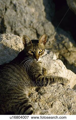 Domestic, Animals, Animals farm, Animal farm, Farm, Domestic animal, Animal View Large Photo Image Stock Photo - Domestic, Animals, Animals farm, Animal farm, Farm, Domestic animal, Animal. Fotosearch