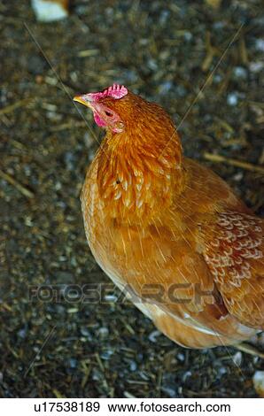Domestic, Animals, Animals farm, Animal farm, Farm, Domestic animal, Animal View Large Photo Image Stock Photo - Domestic, Animals, Animals farm, Animal farm, Farm, Domestic animal, Animal. Fotosearch