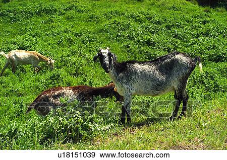 Stock Photo - Domestic, Animals, Animals farm, Animal farm, Farm, Domestic animal, Animal. Fotosearch