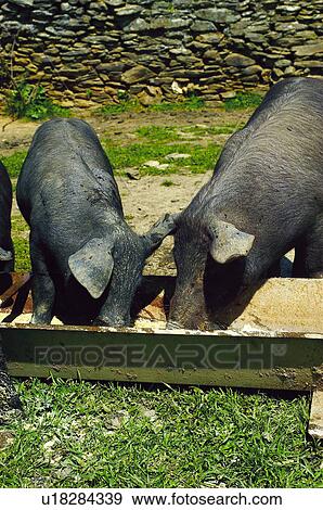 Stock Photo - Domestic, Animals, Animals farm, Animal farm, Farm, Domestic animal, Animal. Fotosearch