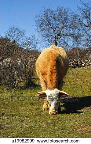Domestic, Animals, Animals farm, Animal farm, Farm, Domestic animal, Animal View Large Photo Image Stock Photo - Domestic, Animals, Animals farm, Animal farm, Farm, Domestic animal, Animal. Fotosearch