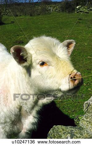 Domestic, Animals, Animals farm, Animal farm, Farm, Domestic animal, Animal View Large Photo Image Stock Photograph - Domestic, Animals, Animals farm, Animal farm, Farm, Domestic animal, Animal. Fotosearch