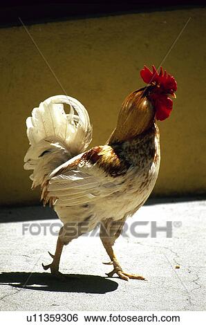 Domestic, Animals, Animals farm, Animal farm, Farm, Domestic animal, Animal View Large Photo Image Stock Photograph - Domestic, Animals, Animals farm, Animal farm, Farm, Domestic animal, Animal. Fotosearch