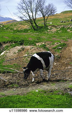 Domestic, Animals, Animals farm, Animal farm, Farm, Domestic animal, Animal View Large Photo Image Stock Photograph - Domestic, Animals, Animals farm, Animal farm, Farm, Domestic animal, Animal. Fotosearch