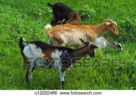 Domestic, Animals, Animals farm, Animal farm, Farm, Domestic animal, Animal View Large Photo Image Stock Photograph - Domestic, Animals, Animals farm, Animal farm, Farm, Domestic animal, Animal. Fotosearch