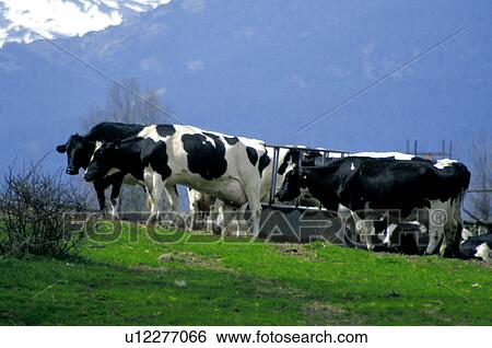 Domestic, Animals, Animals farm, Animal farm, Farm, Domestic animal, Animal View Large Photo Image Stock Photograph - Domestic, Animals, Animals farm, Animal farm, Farm, Domestic animal, Animal. Fotosearch