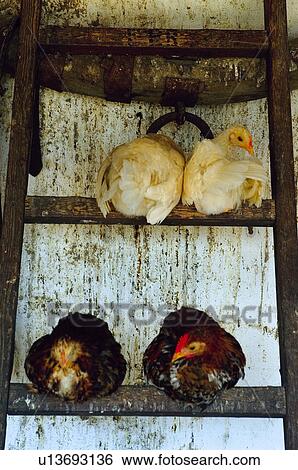 Domestic, Animals, Animals farm, Animal farm, Farm, Domestic animal, Animal View Large Photo Image Stock Photograph - Domestic, Animals, Animals farm, Animal farm, Farm, Domestic animal, Animal. Fotosearch