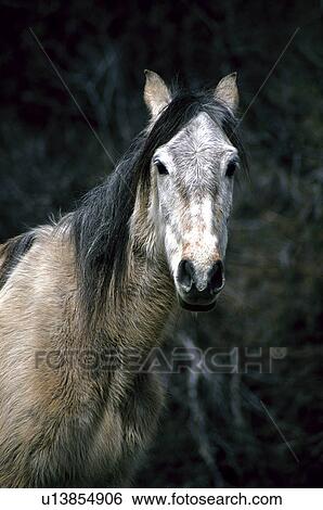 Domestic, Animals, Animals farm, Animal farm, Farm, Domestic animal, Animal View Large Photo Image Stock Photograph - Domestic, Animals, Animals farm, Animal farm, Farm, Domestic animal, Animal. Fotosearch