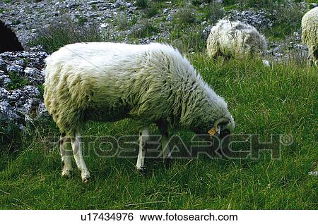 Domestic, Animals, Animals farm, Animal farm, Farm, Domestic animal, Animal View Large Photo Image Stock Photograph - Domestic, Animals, Animals farm, Animal farm, Farm, Domestic animal, Animal. Fotosearch