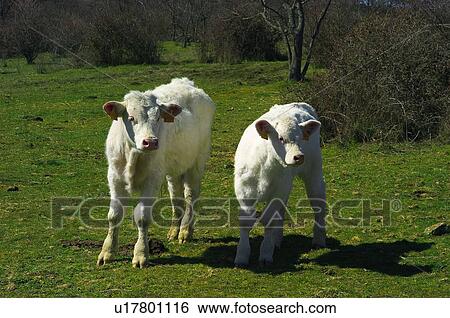 Stock Photograph - Domestic, Animals, Animals farm, Animal farm, Farm, Domestic animal, Animal. Fotosearch