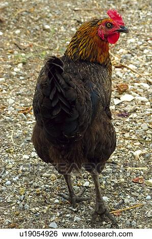 Domestic, Animals, Animals farm, Animal farm, Farm, Domestic animal, Animal View Large Photo Image Stock Photograph - Domestic, Animals, Animals farm, Animal farm, Farm, Domestic animal, Animal. Fotosearch