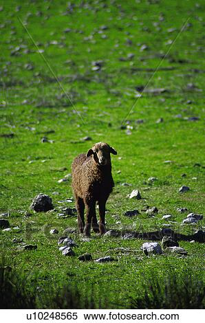 Stock Photography - Domestic, Animals, Animals farm, Animal farm, Farm, Domestic animal, Animal. Fotosearch