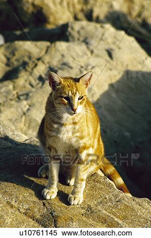 Stock Photography - Domestic, Animals, Animals farm, Animal farm, Farm, Domestic animal, Animal. Fotosearch