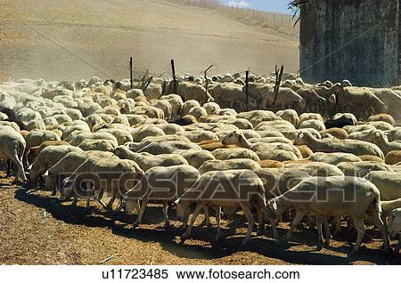 Domestic, Animals, Animals farm, Animal farm, Farm, Domestic animal, Animal View Large Photo Image Stock Photography - Domestic, Animals, Animals farm, Animal farm, Farm, Domestic animal, Animal. Fotosearch