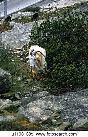Stock Photography - Domestic, Animals, Animals farm, Animal farm, Farm, Domestic animal, Animal. Fotosearch
