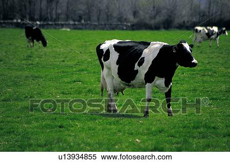 Domestic, Animals, Animals farm, Animal farm, Farm, Domestic animal, Animal View Large Photo Image Stock Photography - Domestic, Animals, Animals farm, Animal farm, Farm, Domestic animal, Animal. Fotosearch