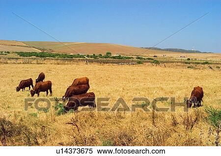 Stock Photography - Domestic, Animals, Animals farm, Animal farm, Farm, Domestic animal, Animal. Fotosearch