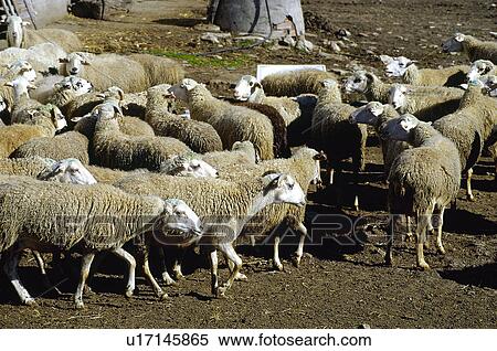 Domestic, Animals, Animals farm, Animal farm, Farm, Domestic animal, Animal View Large Photo Image Stock Photography - Domestic, Animals, Animals farm, Animal farm, Farm, Domestic animal, Animal. Fotosearch