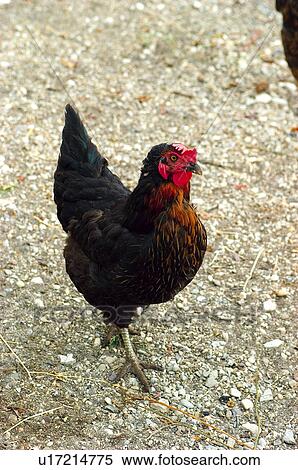 Domestic, Animals, Animals farm, Animal farm, Farm, Domestic animal, Animal View Large Photo Image Stock Photography - Domestic, Animals, Animals farm, Animal farm, Farm, Domestic animal, Animal. Fotosearch