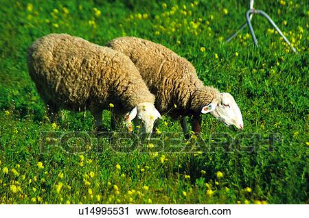 Inlandisch Tiere Tiere Bauernhof Tier Bauernhof Bauernhof Haustier Tier Stock Bild U Fotosearch