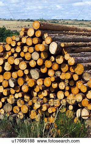 Stock Photo - Industry, Timber, Lumber, Timber industry, Lumber industry, Wood, Trunk. Fotosearch
