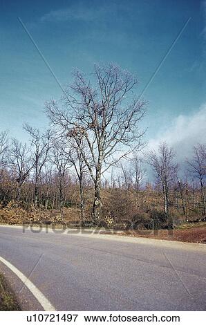 Road, Roads, Spanish, Spanish road, Spanish roads, Straight, Landscape View Large Photo Image Stock Photo - Road, Roads, Spanish, Spanish road, Spanish roads, Straight, Landscape. Fotosearch