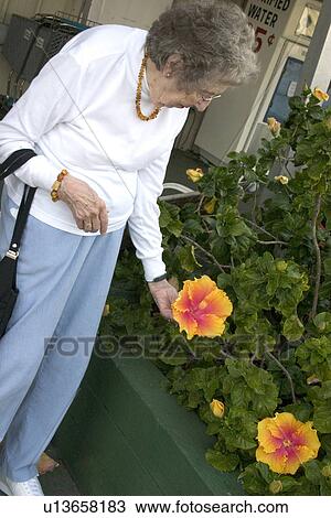 Stock Image - Senior Citizen Admiring a Flower. Fotosearch