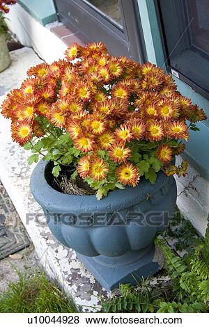Stock Photo - Pot of beautiful orange flowers. Fotosearch