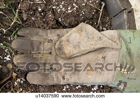 Stock Image - Well worn gardeners glove resting in a pot ready to be planted. Fotosearch