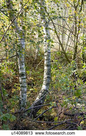 Birch trees in the Polish National Forest View Large Photo Image Stock Image - Birch trees in the Polish National Forest. Fotosearch