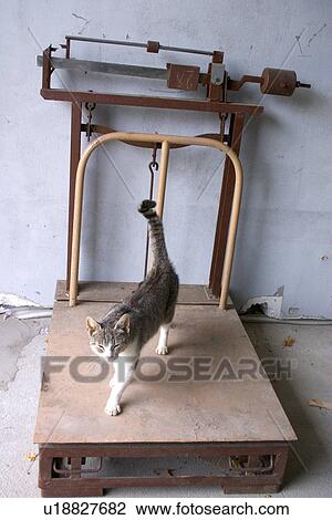 Stock Image - Cat on a scale. Fotosearch