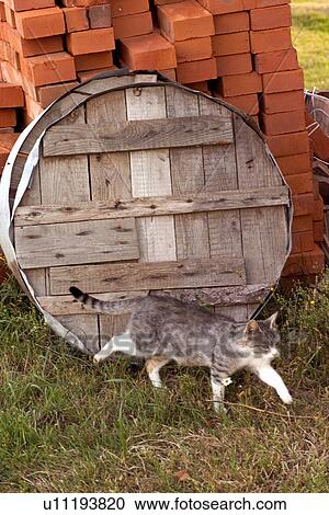 Stock Image - Cat stalking in front of a barrel lid resting on brick pile. Fotosearch