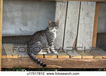 Cat waiting on platform View Large Photo Image Stock Image - Cat waiting on platform. Fotosearch