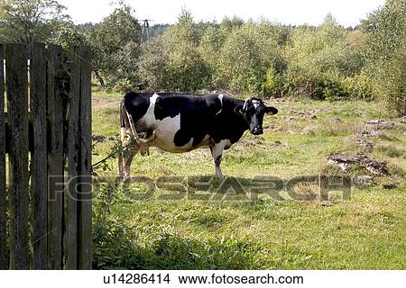 Chained cow on a polish farm View Large Photo Image Picture - Chained cow on a polish farm. Fotosearch