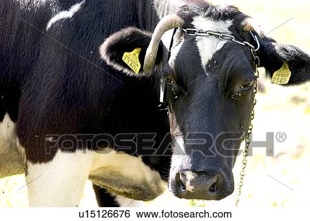 Close-up of cow with chain in Poland View Large Photo Image Stock Photograph - Close-up of cow with chain in Poland. Fotosearch