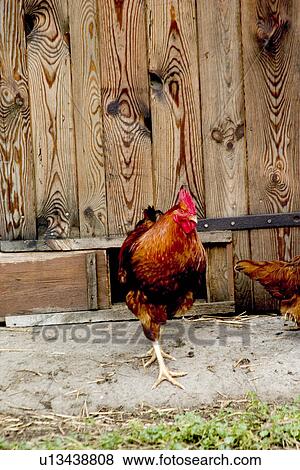 Colorful Polish free range rooster strutting in farmyard View Large Photo Image Stock Photo - Colorful Polish free range rooster strutting in farmyard. Fotosearch