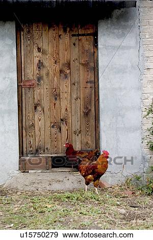 Stock Photo - Colorful Polish free range roosters in farmyard. Fotosearch