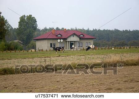 Stock Image - Country home with satellite dishes and cows in front yard. Fotosearch