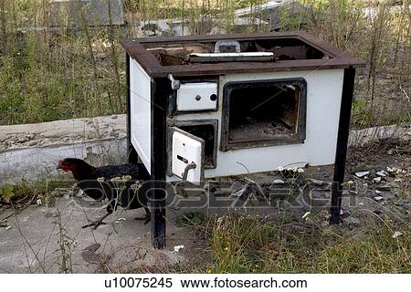 Stock Photography - Discarded Polish wood burning cookstove and free range rooster at farm. Fotosearch