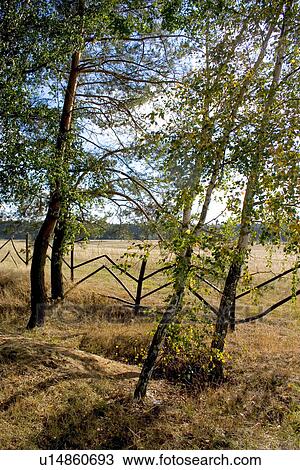 Stock Image - Fence dividing farmers fields with the national forest in the background in Poland. Fotosearch