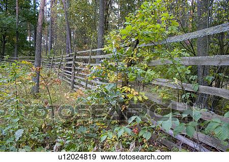 Stock Photo - Fence in the Polish National Forest. Fotosearch