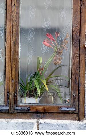 Framed lily blooming in Polish farm window View Large Photo Image Stock Image - Framed lily blooming in Polish farm window. Fotosearch