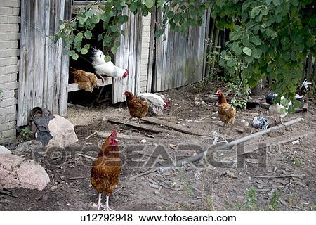 Free range Polish roosters and chickens enjoying their time in the farmyard View Large Photo Image Stock Photo - Free range Polish roosters and chickens enjoying their time in the farmyard. Fotosearch