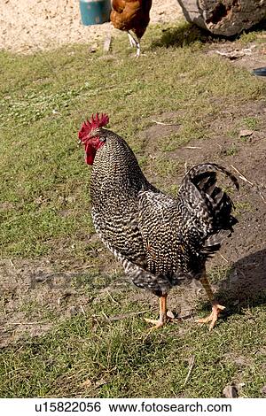 Free range rooster strutting in a Polish farmyard View Large Photo Image Stock Photograph - Free range rooster strutting in a Polish farmyard. Fotosearch