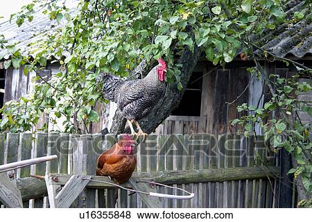 Free range roosters sitting on farmers fence View Large Photo Image Stock Photo - Free range roosters sitting on farmers fence. Fotosearch